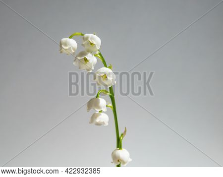 Close-up Macro Shot Of Sweetly Scented, Pendent, Bell-shaped White Flowers Of Lily Of The Valley (co