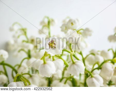 Macro Shot Of Sweetly Scented, Pendent, Bell-shaped White Flowers Of Lily Of The Valley (convallaria