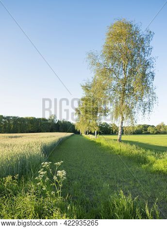 Wheat Field With Birch Trees And Meadow In Dutch Area Of Twente Near Denekamp