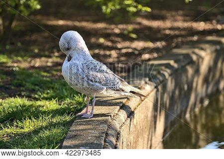 Beautiful Closeup View Of Western European Herring Gull (larus Argentatus Argenteus) Sitting And Res