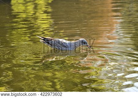 Beautiful Closeup View Of Western European Herring Gull (larus Argentatus Argenteus) Looking For Foo