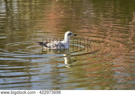 Beautiful Closeup View Of Western European Herring Gull (larus Argentatus Argenteus) With Reflection