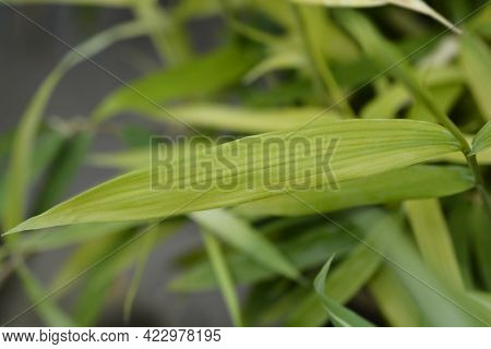 Pygmy Bamboo Leaves - Latin Name - Pleioblastus Pygmaeus Distichus
