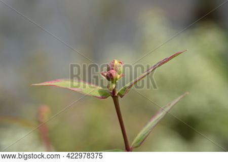St. Johns Wort Tricolor - Latin Name - Hypericum X Moserianum Tricolor