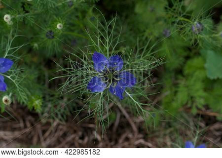 Single Cornflower Blue Nigella Flower And Foliage In Garden Setting