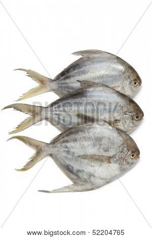 Pomfret fishes on white background