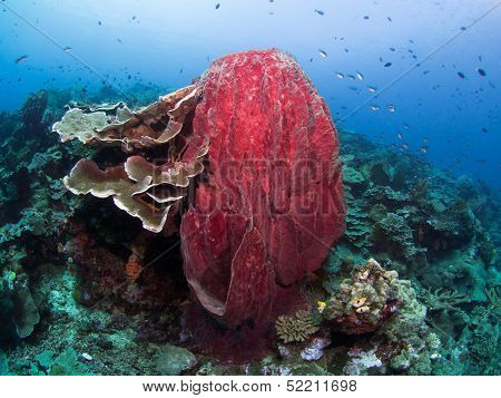 Corals And Sponges