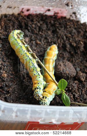 brahmaea japonica caterpillar