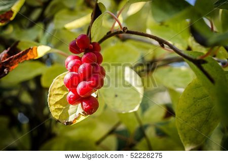 Chinese Magnolia Vine Berries