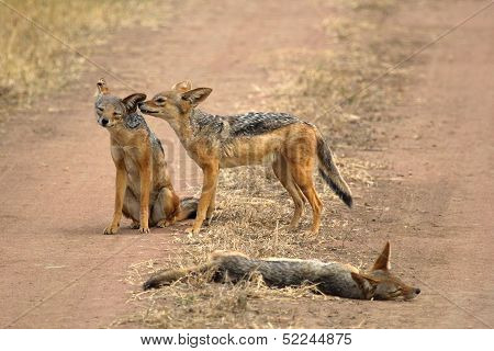 Family Of Black-backed Jackals