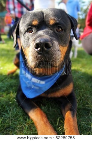 a cute dog at a local park