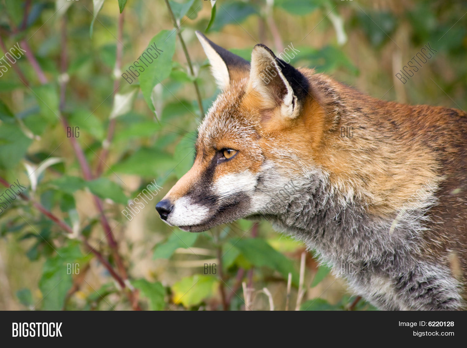 Image Preview