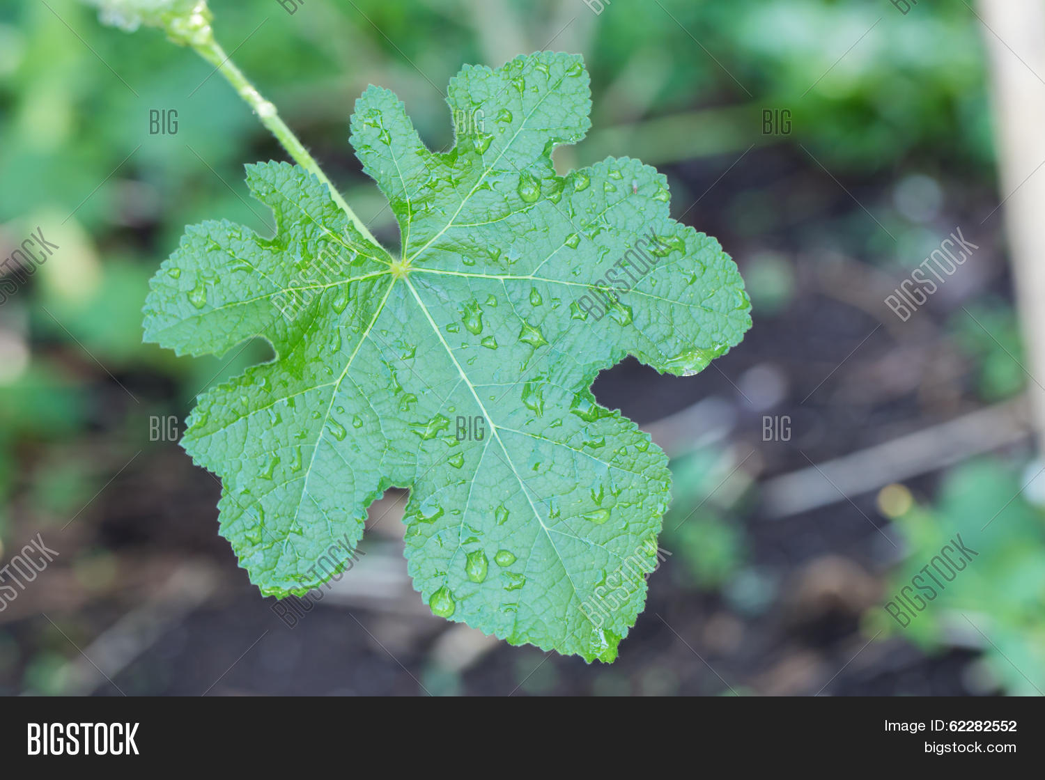 Image Preview
