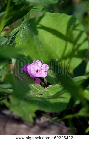 small pink flower