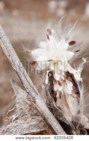 milkweed seed