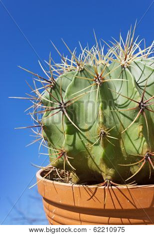 Cactus Astrophytum On Sky Background