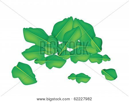 A Heap Of Fresh Kaffir Lime Leaves
