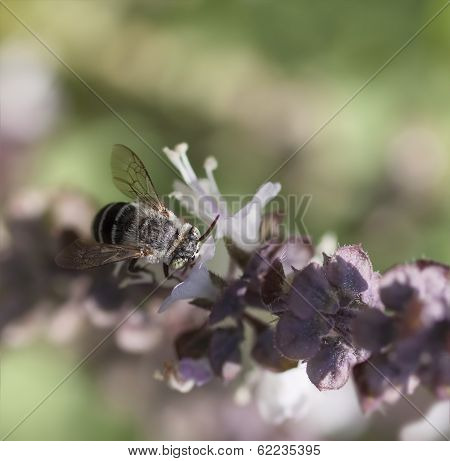 Australian Native Banded Bee