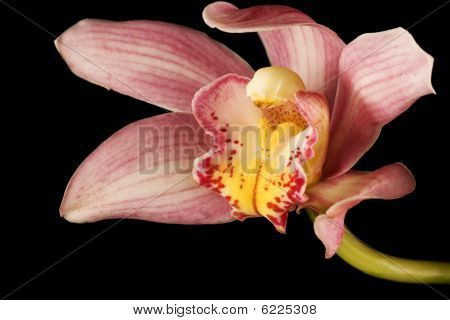 Orchidea rózsaszín