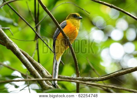 Male Orange-breasted Trogon (harpactes Oreskios)