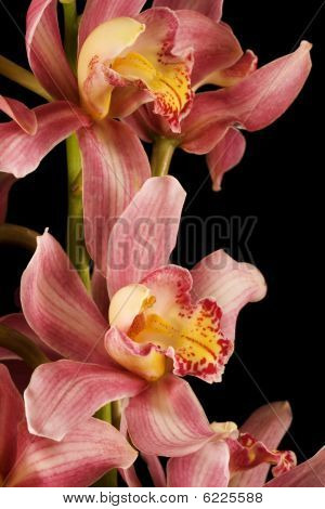 Rózsaszín orchidea 4