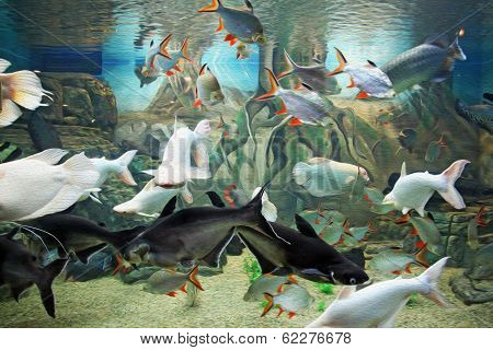 Various Species Of Exotic Fishes Swimming Together In Aquarium,  Oil Paint Stylization