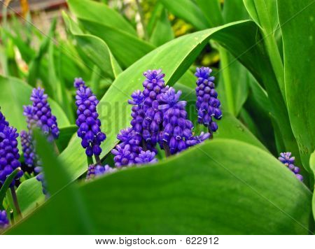 Lila Blüten