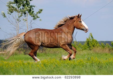 Beautiful heavy draft horse mare galloping on field background