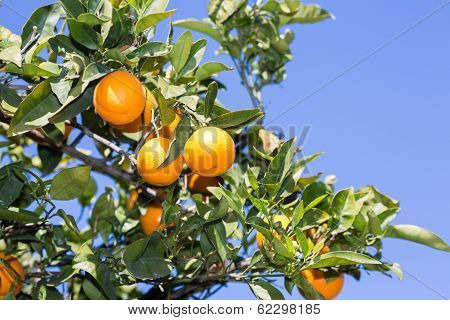 Valencia Orange Trees