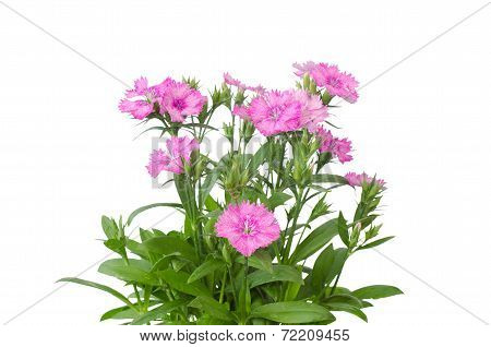 Dianthus Isolated On A White Background