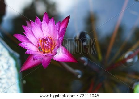 Lotus Flower Is A Flower In The Natural