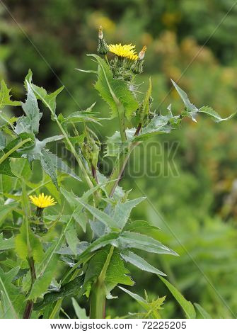 Smooth Sow-thistle