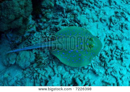 Barriera corallina. Stingray blu maculato