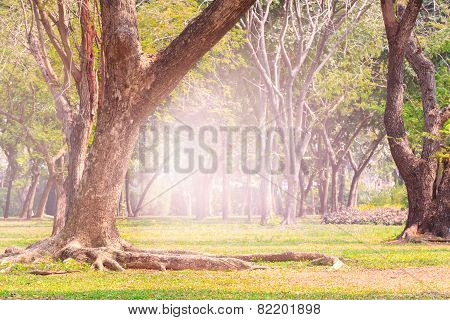 Land Scpae Of Green Tree In Public Park With Flare Light Background Use As Nature Background