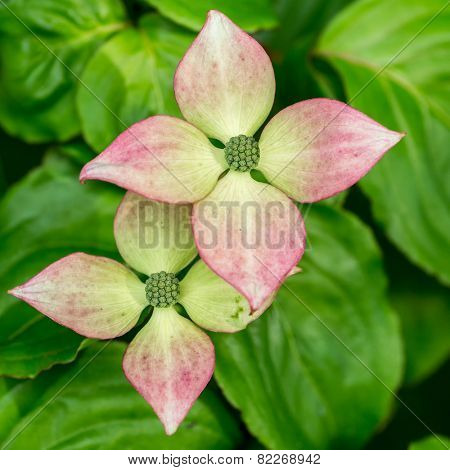 Flowers of the Kousa Dogwood.  Botanical name: Cornus kousa 'Satomi'