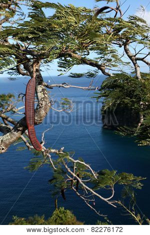 Flamboyant Tree