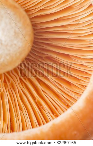 Closeup From A Saffron Milk Cap