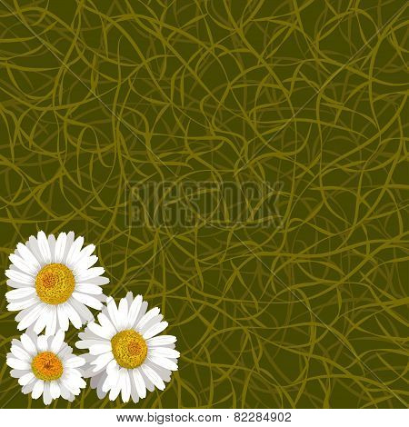 Green Background From Grass And Flowers Of Camomile In Corner