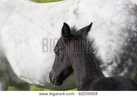 Dark Brown Foal Against White Background Of Mare