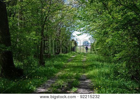 Tracks At Green Tunnel