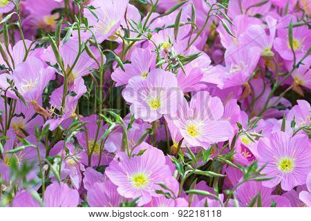 Platycodon grandiflorus violet flowers