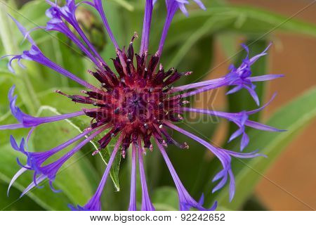 Cornflower (centaurea cyanus) close up.