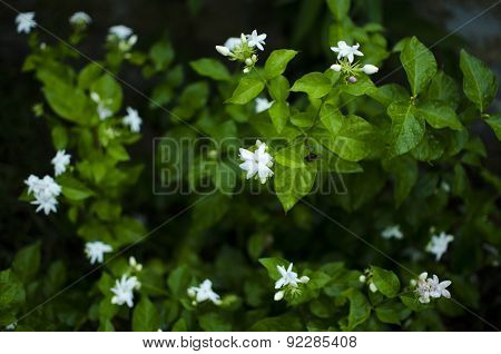 Jasmine Flowers