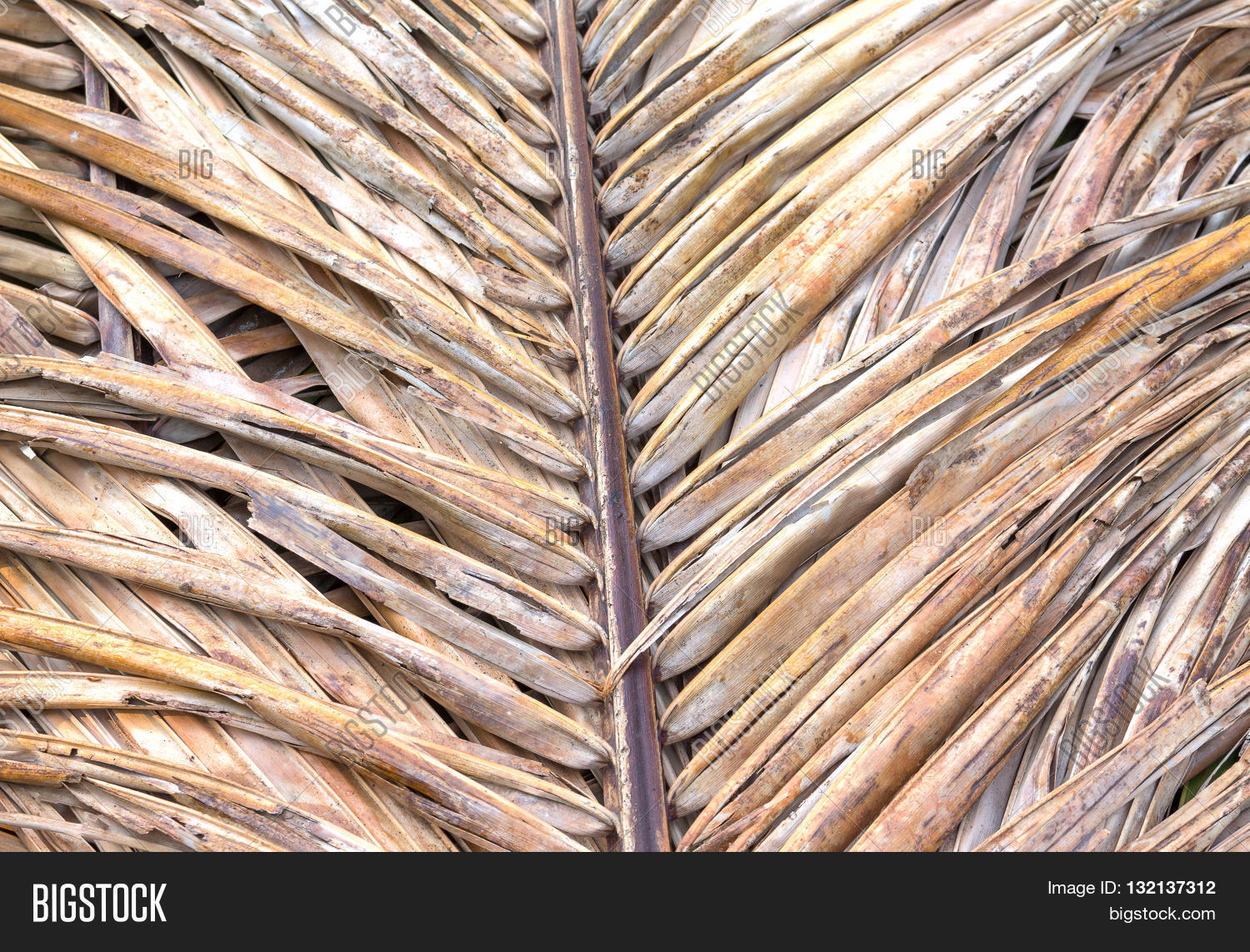 Old Coconut Leaf Dried Image & Photo (Free Trial) Bigstock