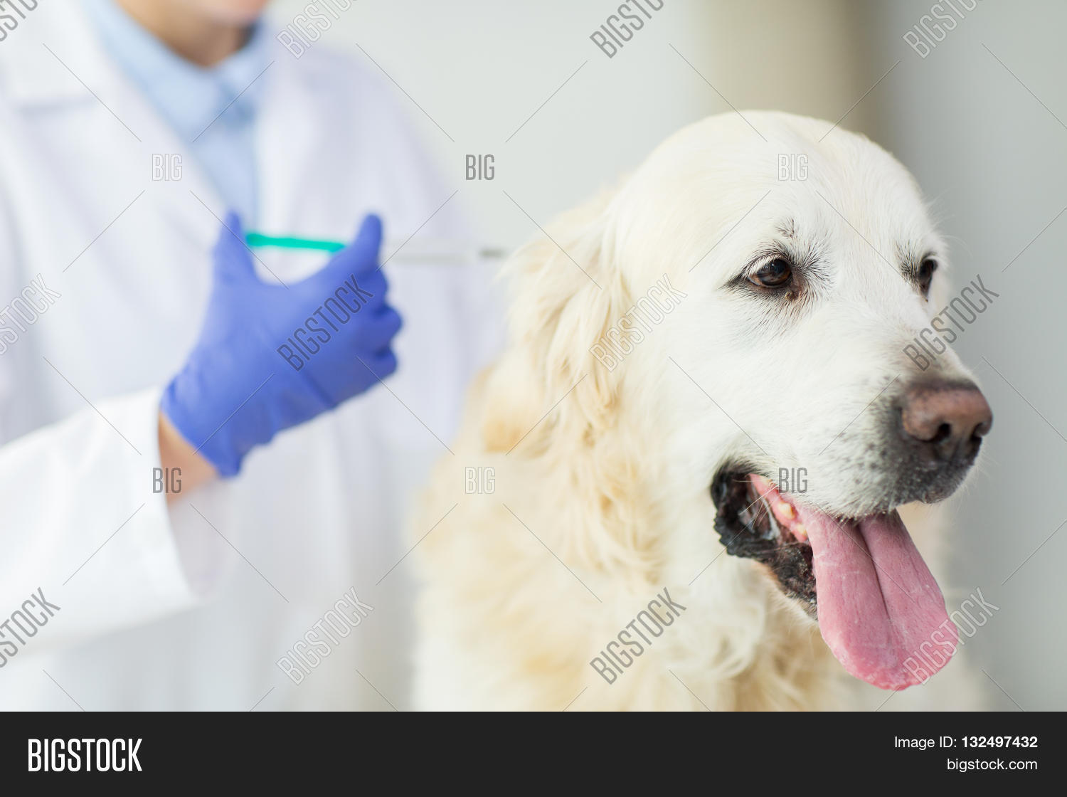Medicine, Pet, Animals Image & Photo (Free Trial) Bigstock