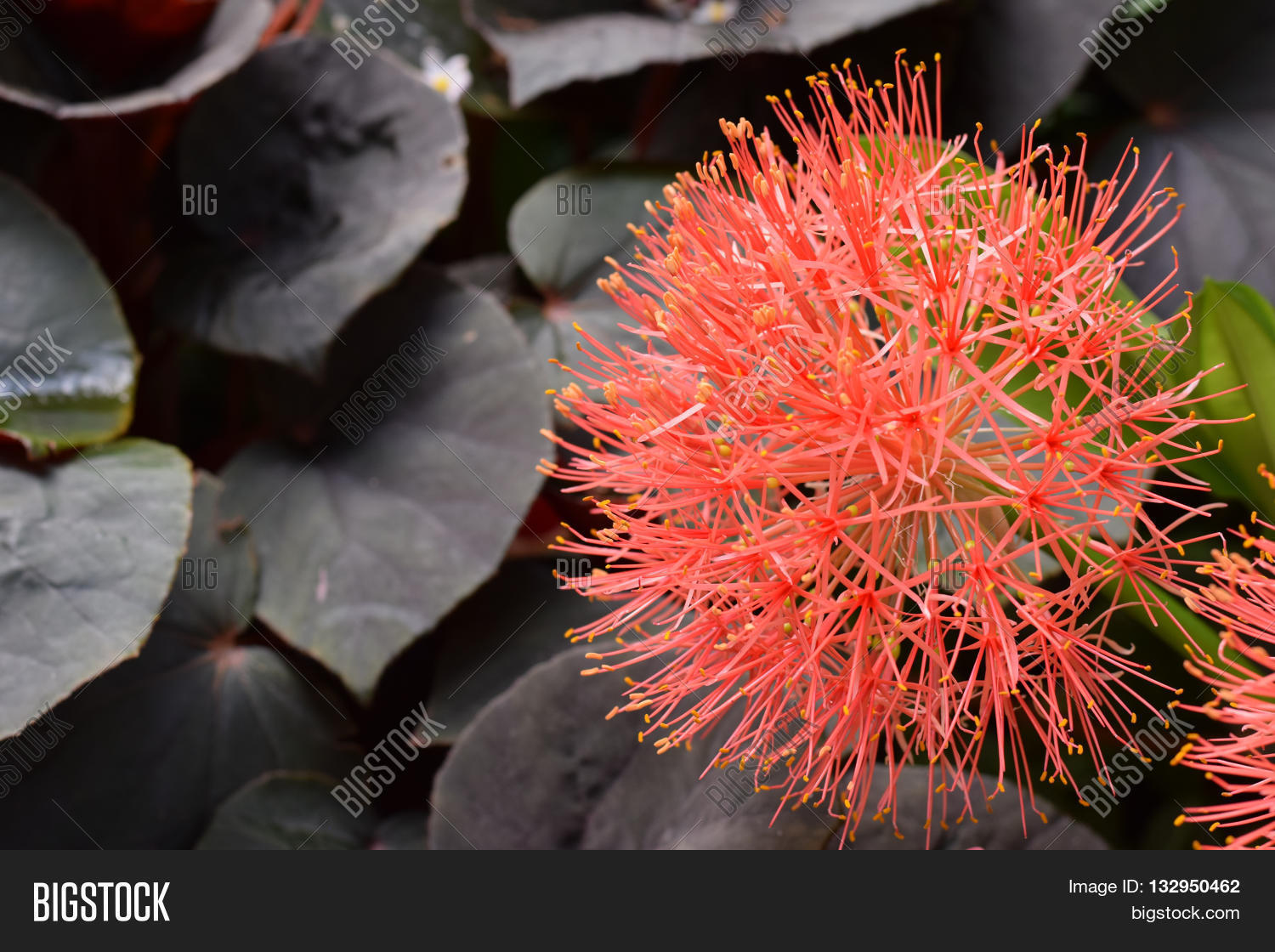 Beautiful Bunch Orange Image & Photo (Free Trial) Bigstock