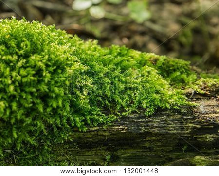 dense and lush forest moss growing on a tree in summer