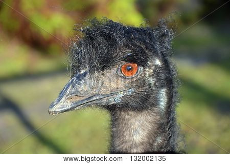 Australian Emu in profile having a bad hair day