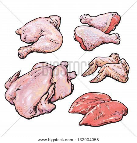 Chicken meat set of hand-drawn sketch, the types of the body parts of the chicken fillets, wings, ham, shank with skin, fresh colored bird chicken set isolated on white background