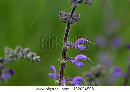Meadow clary or meadow sage (Salvia pratensis) a wild growing species of sage.